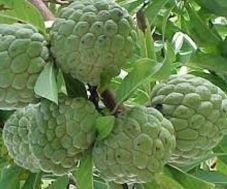 The arrival of foreign birds | सिताफळांचा हंगाम यंदा ओसल्याची स्थिती