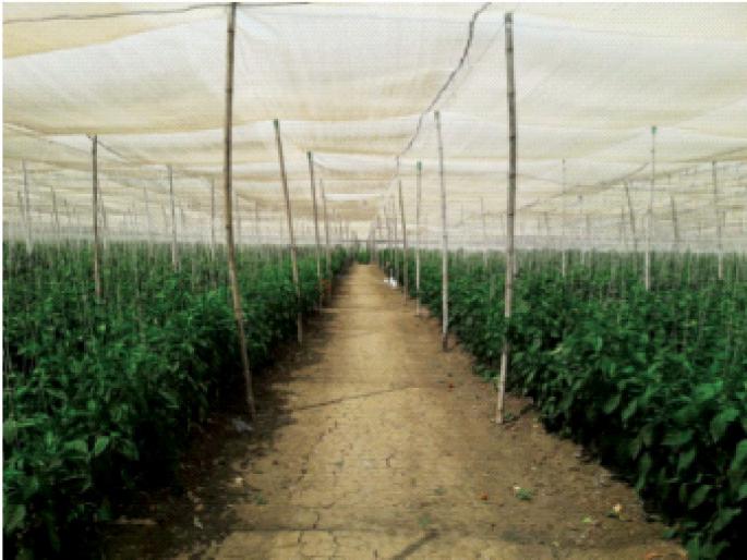 Chinchani-Vangaon chilli paste in foreign countries too; Record production is taken | परराज्यातही चिंचणी-वाणगाव मिरचीचा ठसका; घेतले जाते विक्रमी उत्पादन Chinchani-Vangaon chilli paste in foreign countries too; Record production is taken | परराज्यातही चिंचणी-वाणगाव मिरचीचा ठसका; घेतले जाते विक्रमी उत्पादन