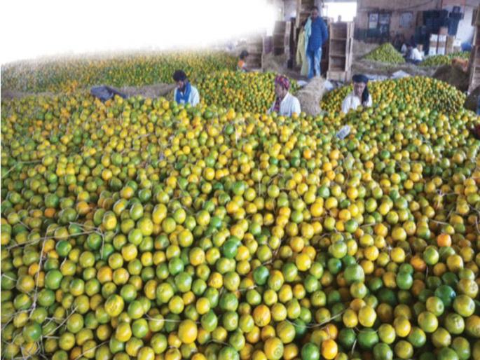 As there is no processing industry, the price of orange is very low | प्रक्रिया उद्योग नसल्याने संत्र्याला मातीमोल भाव; खर्च ४४ हजार, उत्पन्न ४० हजार As there is no processing industry, the price of orange is very low | प्रक्रिया उद्योग नसल्याने संत्र्याला मातीमोल भाव; खर्च ४४ हजार, उत्पन्न ४० हजार