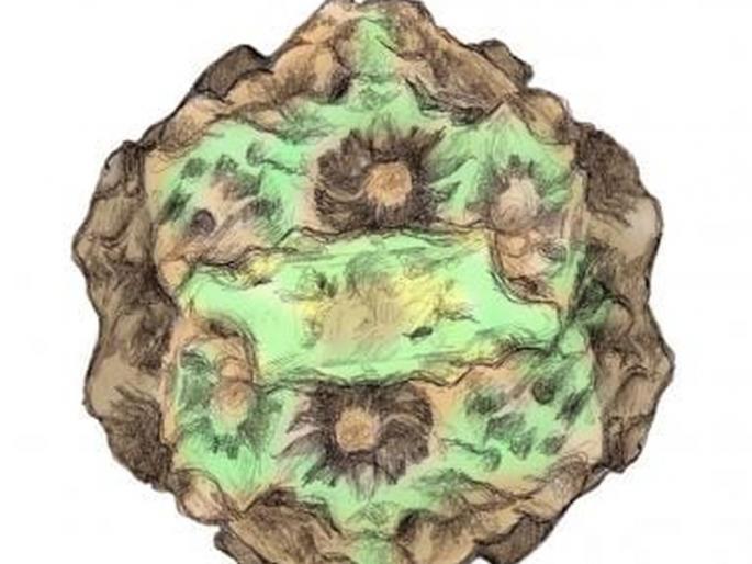 A two-year-old boy suffering from bocavirus infection was successfully treated at hospitals in Navi Mumbai | बोकाव्हायरस संसर्गाने ग्रस्त असलेल्या दोन वर्षांच्या मुलावर नवी मुंबईतील हॉस्पिटल्समध्ये यशस्वी उपचार A two-year-old boy suffering from bocavirus infection was successfully treated at hospitals in Navi Mumbai | बोकाव्हायरस संसर्गाने ग्रस्त असलेल्या दोन वर्षांच्या मुलावर नवी मुंबईतील हॉस्पिटल्समध्ये यशस्वी उपचार