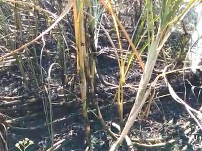 Three acres of sugarcane husk at Wai | वाई येथे तीन एकरातील ऊस खाक Three acres of sugarcane husk at Wai | वाई येथे तीन एकरातील ऊस खाक
