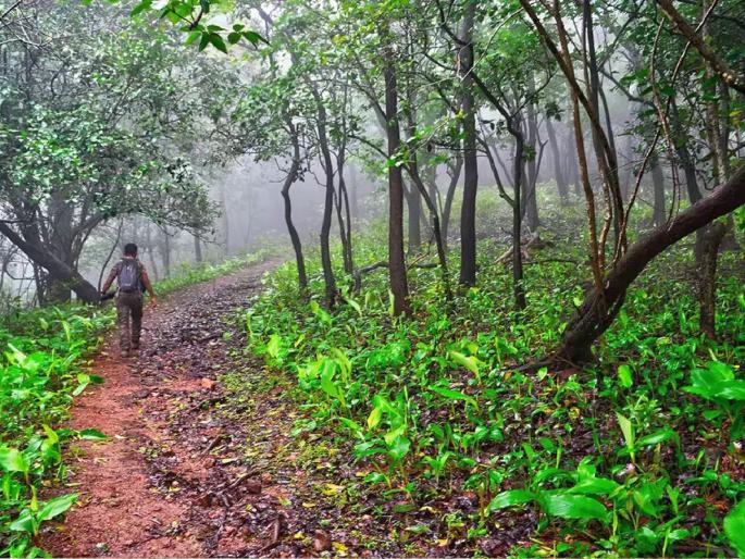Convergence of 'MGNREGA' in the state, conflict ignited in the forest department; Elgar of 900 Forest Officers | राज्यात मग्रारोहयोचे अभिसरण, वनविभागात संघर्ष पेटला, ९०० वनाधिकाऱ्यांचा एल्गार Convergence of 'MGNREGA' in the state, conflict ignited in the forest department; Elgar of 900 Forest Officers | राज्यात मग्रारोहयोचे अभिसरण, वनविभागात संघर्ष पेटला, ९०० वनाधिकाऱ्यांचा एल्गार