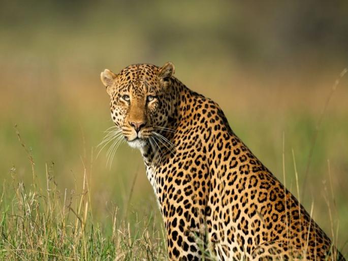 Leopard attack on child sitting in yard; Death of a child in nandurbar | अंगणात बसलेल्या बालकावर बिबट्याचा हल्ला; बालकाचा मृत्यू Leopard attack on child sitting in yard; Death of a child in nandurbar | अंगणात बसलेल्या बालकावर बिबट्याचा हल्ला; बालकाचा मृत्यू