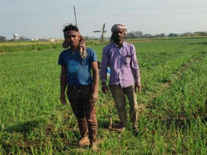 26 thousand central farmers will get incentive subsidy | मध्यवर्तीच्या २६ हजार शेतकऱ्यांना मिळणार प्रोत्साहन अनुदान  26 thousand central farmers will get incentive subsidy | मध्यवर्तीच्या २६ हजार शेतकऱ्यांना मिळणार प्रोत्साहन अनुदान