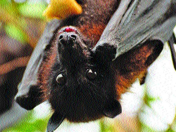 The world hangs by a barbarian; World Health Organization | एका वटवाघळाने टांगले जगाला; जागतिक आरोग्य संघटना The world hangs by a barbarian; World Health Organization | एका वटवाघळाने टांगले जगाला; जागतिक आरोग्य संघटना