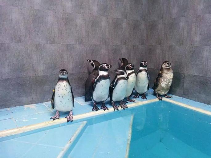12 crore increase in income of Rani Bagh due to penguin orbit; Claim of BMC Commissioner | पेंग्विन कक्षामुळे राणीबागेच्या उत्पन्नात १२ कोटींची वाढ; महापालिका आयुक्तांचा दावा 12 crore increase in income of Rani Bagh due to penguin orbit; Claim of BMC Commissioner | पेंग्विन कक्षामुळे राणीबागेच्या उत्पन्नात १२ कोटींची वाढ; महापालिका आयुक्तांचा दावा