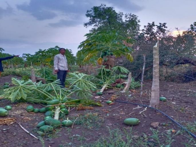 At the time, hailstorm affected 19,000 hectares; 11 Thousands of hectares of wheat, green beans | अवकाळी, गारपीटने १९ हजार हेक्टर बाधित; ११ हजार हेक्टरमधील गहू, हरभऱ्याला फटका 