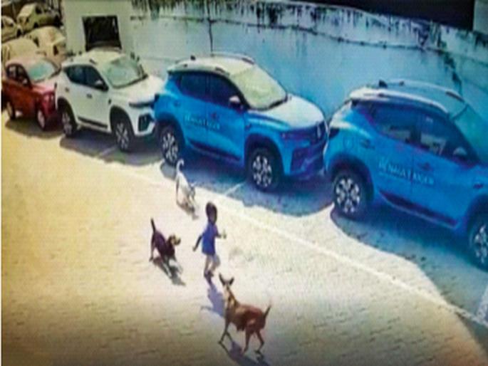 Heartbreaking incident! Small child attacked by stray dogs, bitten to death | हृदयद्रावक घटना! चिमुकल्यावर भटक्या कुत्र्यांचा हल्ला, चावे घेतल्याने मृत्यू Heartbreaking incident! Small child attacked by stray dogs, bitten to death | हृदयद्रावक घटना! चिमुकल्यावर भटक्या कुत्र्यांचा हल्ला, चावे घेतल्याने मृत्यू
