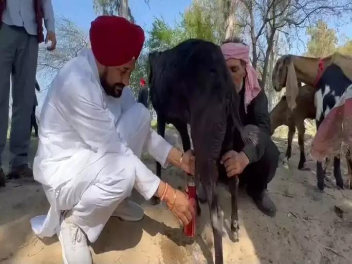 Tingle blown up by former CM after extracting goat's milk; Now the buyer of 'that' goat has been arrested | माजी मुख्यमंत्र्यांनी शेळीचं दूध काढल्यानं उडवली टिंगल; आता ‘ती’ शेळी विकत घेणाऱ्यास अटक Tingle blown up by former CM after extracting goat's milk; Now the buyer of 'that' goat has been arrested | माजी मुख्यमंत्र्यांनी शेळीचं दूध काढल्यानं उडवली टिंगल; आता ‘ती’ शेळी विकत घेणाऱ्यास अटक