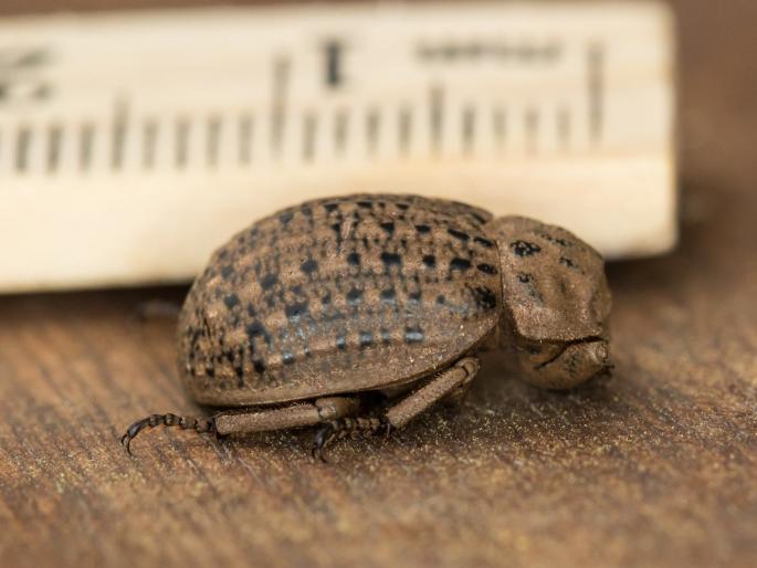 A new insect 'Omorgus khandeshi' was discovered. This discovery will be important for forensic science | इवलासा कीटक सांगतो मृत्यूची वेळ; फॉरेन्सिक सायन्ससाठी महत्त्वाचा शोध A new insect 'Omorgus khandeshi' was discovered. This discovery will be important for forensic science | इवलासा कीटक सांगतो मृत्यूची वेळ; फॉरेन्सिक सायन्ससाठी महत्त्वाचा शोध