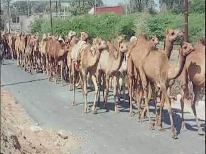 Allegation that camels from Rajasthan are being taken to slaughterhouses in Telangana | राजस्थानमधील उंटांना तेलंगणातील कत्तलखान्याकडे नेले जात असल्याचा आरोप Allegation that camels from Rajasthan are being taken to slaughterhouses in Telangana | राजस्थानमधील उंटांना तेलंगणातील कत्तलखान्याकडे नेले जात असल्याचा आरोप