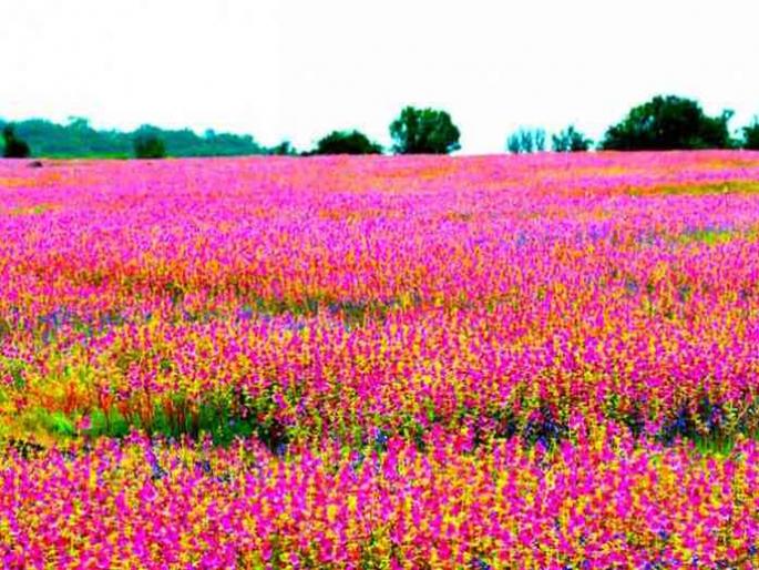 'Kas Plateau' will be conserved, New Mahabaleshwar will be built; Minister Mangal Prabhat lodha announcement | 'कास पठार'चं संवर्धन करणार, न्यू महाबळेश्वर बनवणार; शिंदे-फडणवीस सरकारची घोषणा 'Kas Plateau' will be conserved, New Mahabaleshwar will be built; Minister Mangal Prabhat lodha announcement | 'कास पठार'चं संवर्धन करणार, न्यू महाबळेश्वर बनवणार; शिंदे-फडणवीस सरकारची घोषणा