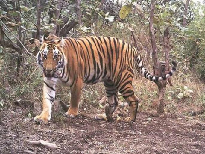 Woman killed in tiger attack; Citizens near Gadchiroli | वाघाच्या हल्ल्यात महिला ठार; गडचिरोली शहरानजिकच्या घटनेने नागरिकांमध्ये दहशत Woman killed in tiger attack; Citizens near Gadchiroli | वाघाच्या हल्ल्यात महिला ठार; गडचिरोली शहरानजिकच्या घटनेने नागरिकांमध्ये दहशत