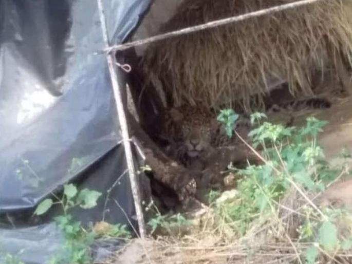 Yeoor's wounded leopard was discovered; Moved to Borivali for treatment | येऊरच्या जखमी बिबट्याचा लागला शोध; बोरिवली येथे उपचारासाठी हलविले Yeoor's wounded leopard was discovered; Moved to Borivali for treatment | येऊरच्या जखमी बिबट्याचा लागला शोध; बोरिवली येथे उपचारासाठी हलविले