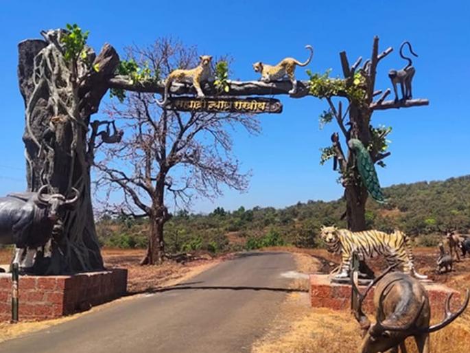 Tripling of tourism charges at Sahyadri Tiger Reserve; Dissatisfaction among tourists | सह्याद्री व्याघ्र प्रकल्पातील पर्यटन शुल्कात तिपटीने वाढ; पर्यटकांमध्ये नाराजी Tripling of tourism charges at Sahyadri Tiger Reserve; Dissatisfaction among tourists | सह्याद्री व्याघ्र प्रकल्पातील पर्यटन शुल्कात तिपटीने वाढ; पर्यटकांमध्ये नाराजी