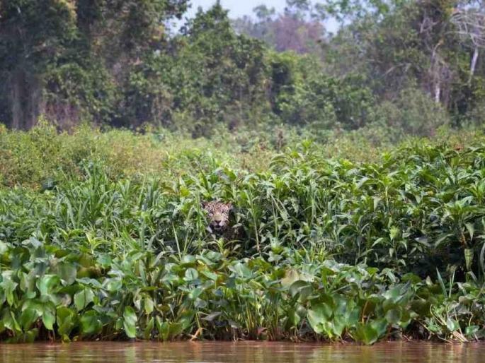 Optical Illusion: There are two leopards in this photo, how many can you see...search and find out | Optical Illusion: या फोटोत दोन बिबट्या आहेत, तुम्हाला किती दिसतायत...शोधून शोधून दमाल