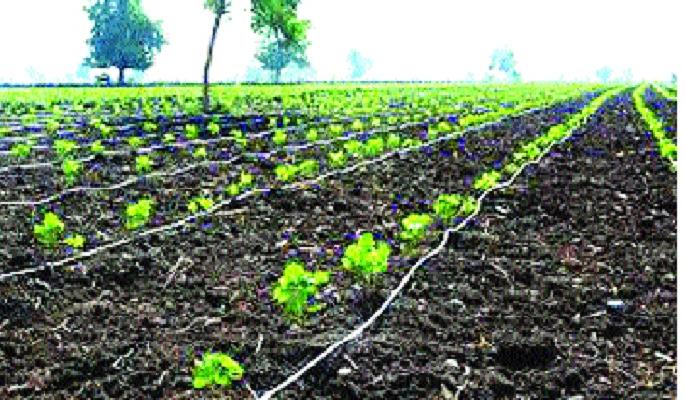 Nine crores of the four and a half thousand farmers tired of the cold | साडेचार हजार शेतकऱ्यांचे ठिबकचे नऊ कोटी थकित-: जिल्ह्यातील लोकप्रतिनिधींचे दुर्लक्ष!