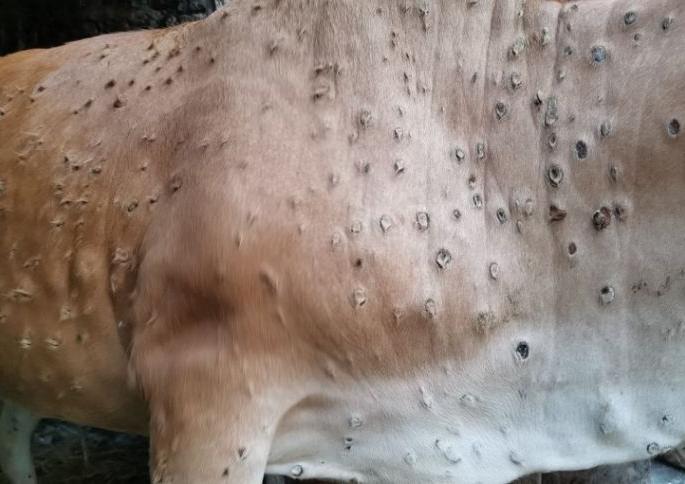 Eight days wait for the vaccine on ‘Lumpy’ skin disease | ‘लम्पी’वरील लसीसाठी आठ दिवसांची प्रतीक्षा Eight days wait for the vaccine on ‘Lumpy’ skin disease | ‘लम्पी’वरील लसीसाठी आठ दिवसांची प्रतीक्षा