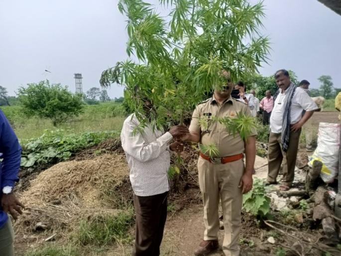 Cultivation of ganja tree in fields also in Lotkhed; The second action of the special team | लोतखेड येथेही शेतात गांजाच्या झाडाची लागवड; विशेष पथकाची दुसऱ्यांदा कारवाई Cultivation of ganja tree in fields also in Lotkhed; The second action of the special team | लोतखेड येथेही शेतात गांजाच्या झाडाची लागवड; विशेष पथकाची दुसऱ्यांदा कारवाई