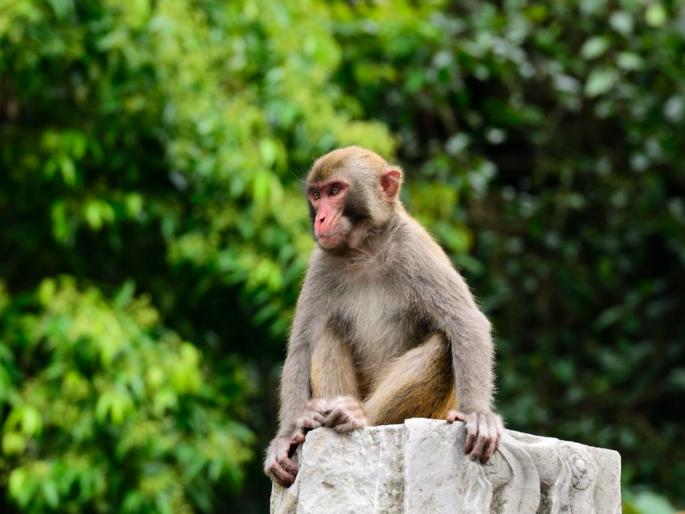 Monkeys also get cancer due to fast food; Incident revealed in Sillod taluka | फास्टफूडमुळे वानरांनाही कॅन्सरचा विळखा; सिल्लोड तालुक्यात उघडकीस आला प्रकार Monkeys also get cancer due to fast food; Incident revealed in Sillod taluka | फास्टफूडमुळे वानरांनाही कॅन्सरचा विळखा; सिल्लोड तालुक्यात उघडकीस आला प्रकार