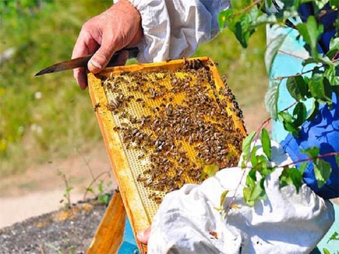 The king has changed - a message to 1 million bees! | राजा बदललाय- १० लाख मधमाश्यांना संदेश! The king has changed - a message to 1 million bees! | राजा बदललाय- १० लाख मधमाश्यांना संदेश!