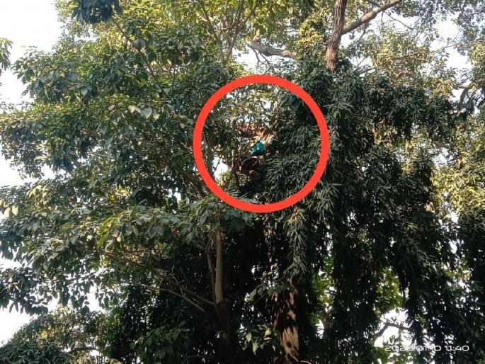 Ex-soldier agitation on tree at Azad Maidan, pleading with government; What exactly happened? | आझाद मैदानात माजी सैनिक झाडावर चढला, सरकारला करतोय विनंती; नेमकं काय घडलं? Ex-soldier agitation on tree at Azad Maidan, pleading with government; What exactly happened? | आझाद मैदानात माजी सैनिक झाडावर चढला, सरकारला करतोय विनंती; नेमकं काय घडलं?