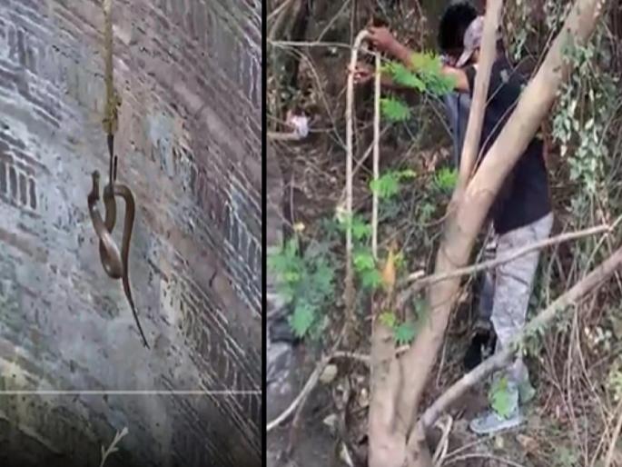 cobra rescue from an abandoned well in the Nasik area of Maharashtra | विहिरीत पडला कोब्रा, जीवाची बाजी लावून युवकानं वाचवले प्राण; बाहेर पडताच... cobra rescue from an abandoned well in the Nasik area of Maharashtra | विहिरीत पडला कोब्रा, जीवाची बाजी लावून युवकानं वाचवले प्राण; बाहेर पडताच...