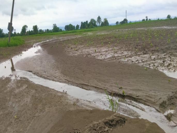 The havoc of the rains, the cotton fields were scraped away A drain-like condition in the fields | पावसाचा कहर, कपाशीचे शेत नेले खरवडून; शेतात नालासदृश स्थिती The havoc of the rains, the cotton fields were scraped away A drain-like condition in the fields | पावसाचा कहर, कपाशीचे शेत नेले खरवडून; शेतात नालासदृश स्थिती
