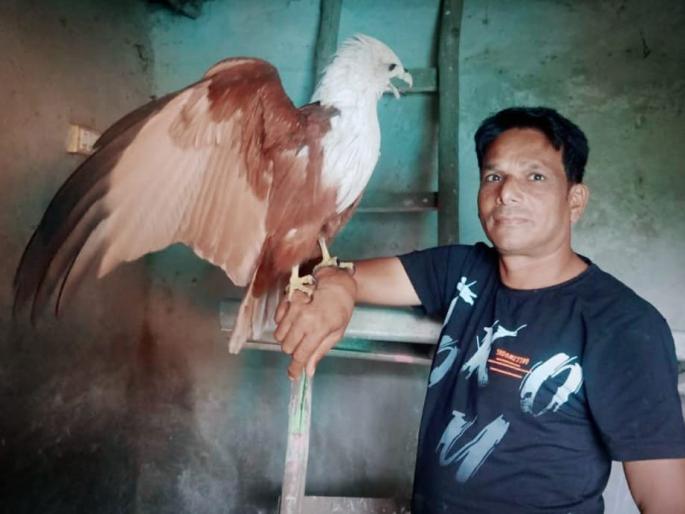 The release of a rare Brahmin Ghari trapped in a trap; The hearts of the forest department are in possession | जाळ्यात अडकून पडलेल्या दुर्मिळ ब्राह्मणी घारीची सुटका; वनविभागाच्या दिलं ताब्यात The release of a rare Brahmin Ghari trapped in a trap; The hearts of the forest department are in possession | जाळ्यात अडकून पडलेल्या दुर्मिळ ब्राह्मणी घारीची सुटका; वनविभागाच्या दिलं ताब्यात