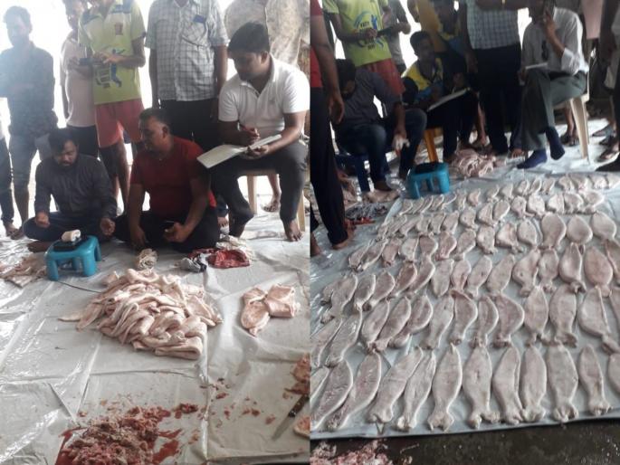 Marine treasures in the hands of fishermen; He sold mixed fish and earned crores in a few moments | मच्छिमाराच्या हाती लागला सागरी खजिना; घोळ मासे विकले अन् काही क्षणात कोट्यवधी कमवले Marine treasures in the hands of fishermen; He sold mixed fish and earned crores in a few moments | मच्छिमाराच्या हाती लागला सागरी खजिना; घोळ मासे विकले अन् काही क्षणात कोट्यवधी कमवले