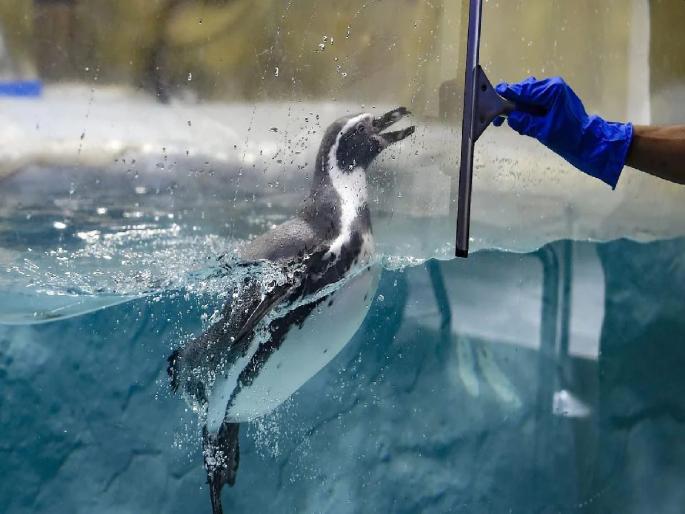 Congress-BJP oppose spending Rs 15 crore on penguin care in BMC Target Shivsena | पेंग्विन देखभालीवर १५ कोटी खर्च करण्यास काँग्रेस-भाजपचा विरोध; शिवसेनेची कोंडी Congress-BJP oppose spending Rs 15 crore on penguin care in BMC Target Shivsena | पेंग्विन देखभालीवर १५ कोटी खर्च करण्यास काँग्रेस-भाजपचा विरोध; शिवसेनेची कोंडी