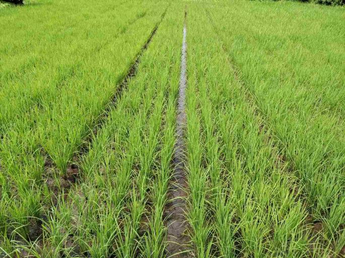 Lessons for the farmers of the district to end the pest infestation on the crops | पिकांवरील खाेड कीड प्रादुर्भाव संपवण्याचे जिल्ह्यातील शेतकऱ्यांना धडे Lessons for the farmers of the district to end the pest infestation on the crops | पिकांवरील खाेड कीड प्रादुर्भाव संपवण्याचे जिल्ह्यातील शेतकऱ्यांना धडे