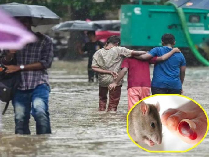 in mumbai medical expert have appealed that one should not go into stagnant water may develop leptospirosis medicine were given to 14 thousand suspected citizens | साचलेल्या पाण्यातून चालाल तर लेप्टोशी गाठ; १४ हजार संशयित नागरिकांना दिल्या गोळ्या in mumbai medical expert have appealed that one should not go into stagnant water may develop leptospirosis medicine were given to 14 thousand suspected citizens | साचलेल्या पाण्यातून चालाल तर लेप्टोशी गाठ; १४ हजार संशयित नागरिकांना दिल्या गोळ्या