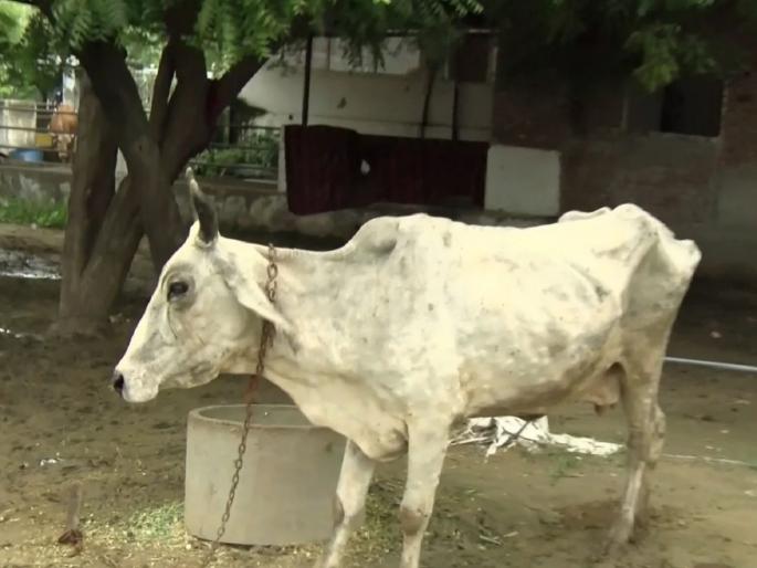 18 villages in Nandurbar district lumpy affected; 5 km quarantine announced | धोका वाढला! नंदुरबार जिल्ह्यातील १८ गावे लम्पी बाधित; ५ किमी क्वारंटाईन घोषित
