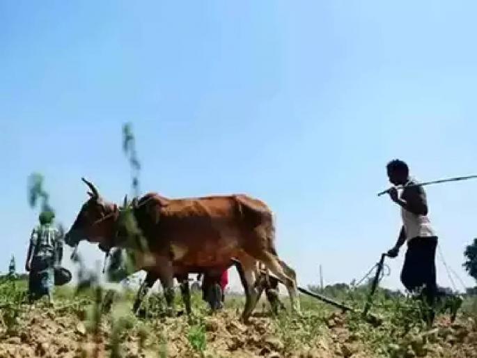 When will criminal charges be filed against bogus crop insurance payers? | बोगस पीक विमा भरणाऱ्यांवर गुन्हे दाखल कधी होणार? When will criminal charges be filed against bogus crop insurance payers? | बोगस पीक विमा भरणाऱ्यांवर गुन्हे दाखल कधी होणार?