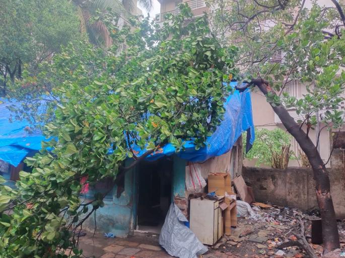 Heavy rain in Thane district Life disrupted Ten trees fell with a minor fire incident | ठाणे जिल्ह्यात दमदार पाऊस; जनजीवन विस्कळीत! आगीच्या किरकोळ घटनेसह दहा झाडे पडली Heavy rain in Thane district Life disrupted Ten trees fell with a minor fire incident | ठाणे जिल्ह्यात दमदार पाऊस; जनजीवन विस्कळीत! आगीच्या किरकोळ घटनेसह दहा झाडे पडली