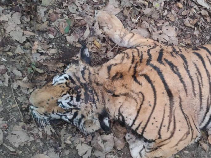 A tiger dies in a fight between two tigers; | दोन वाघांच्या झुंजीत एका वाघाचा मृत्यू; तुमसर तालुक्यातील वनपरिक्षेत्र लेंडेझरी येथील घटना A tiger dies in a fight between two tigers; | दोन वाघांच्या झुंजीत एका वाघाचा मृत्यू; तुमसर तालुक्यातील वनपरिक्षेत्र लेंडेझरी येथील घटना