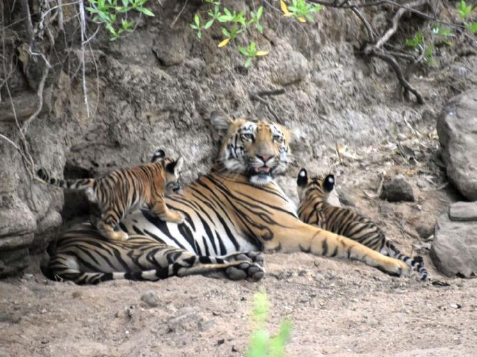 A family of tigers flourished in Tadoba; Veera tigress gave birth to two cubs | ताडोबात फुलू लागले वाघांचे कुटुंब; विरा वाघिणीने दिला दोन बछड्यांना जन्म A family of tigers flourished in Tadoba; Veera tigress gave birth to two cubs | ताडोबात फुलू लागले वाघांचे कुटुंब; विरा वाघिणीने दिला दोन बछड्यांना जन्म