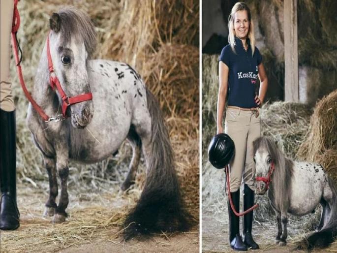 Smallest horse in the world lives in poland | 'हा' आहे जगातला सर्वात कमी उंचीचा घोडा, जाणून घ्या त्याची उंची... Smallest horse in the world lives in poland | 'हा' आहे जगातला सर्वात कमी उंचीचा घोडा, जाणून घ्या त्याची उंची...
