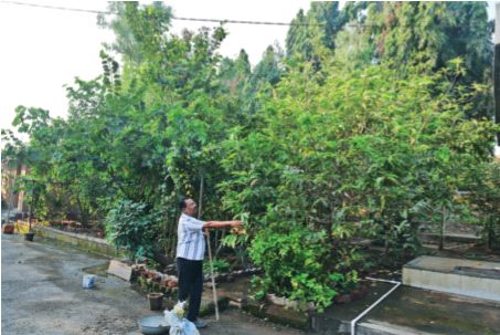 The aroma of spices along with organic fruits and vegetables wafts through the graveyard...; Forestry in 'Munot Muktidham'; Maintenance of tigers at own expense | स्मशानभूमीत सेंद्रिय फळभाज्यांसह मसाल्यांचा सुगंध दरवळतोय...; ‘मुनोत मुक्तिधाम’मध्ये वनराई; वाघिलकरांची स्वखर्चाने देखभाल The aroma of spices along with organic fruits and vegetables wafts through the graveyard...; Forestry in 'Munot Muktidham'; Maintenance of tigers at own expense | स्मशानभूमीत सेंद्रिय फळभाज्यांसह मसाल्यांचा सुगंध दरवळतोय...; ‘मुनोत मुक्तिधाम’मध्ये वनराई; वाघिलकरांची स्वखर्चाने देखभाल