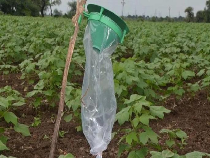Latest News Management of insects through work smell traps see details | कामगंध सापळ्यातून कीडीचे व्यवस्थापन नेमके होते कसे? वाचा सविस्तर Latest News Management of insects through work smell traps see details | कामगंध सापळ्यातून कीडीचे व्यवस्थापन नेमके होते कसे? वाचा सविस्तर
