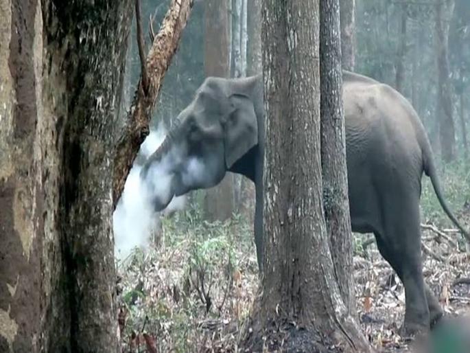 elephant smoking in the forest, video viral on social media | VIDEO- तुम्ही कधी हत्तीला स्मोकिंग करताना पाहिलंय? हा व्हिडीओ नक्की बघा elephant smoking in the forest, video viral on social media | VIDEO- तुम्ही कधी हत्तीला स्मोकिंग करताना पाहिलंय? हा व्हिडीओ नक्की बघा