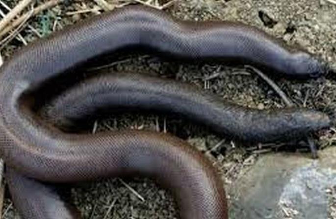 Smuggling of sand boa snake; two arrested! | मांडूळ जातीच्या सापाची तस्करी; दोघांना अटक! Smuggling of sand boa snake; two arrested! | मांडूळ जातीच्या सापाची तस्करी; दोघांना अटक!
