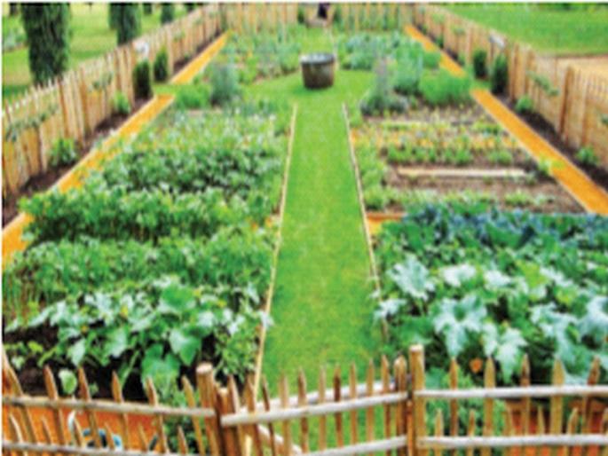 Bloom the garden; Get a reward; Competition will be held for schools | परसबाग फुलवा; बक्षीस मिळवा, शाळांसाठी होणार स्पर्धा Bloom the garden; Get a reward; Competition will be held for schools | परसबाग फुलवा; बक्षीस मिळवा, शाळांसाठी होणार स्पर्धा