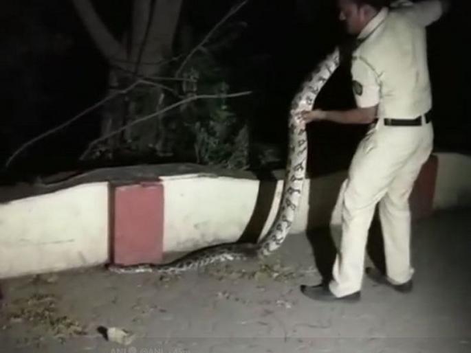 9 foot pythons found in Bandra-Kurla Complex area | वांद्रे-कुर्ला कॉम्प्लेक्स परिसरात पुन्हा सापडला ९ फुटी अजगर 9 foot pythons found in Bandra-Kurla Complex area | वांद्रे-कुर्ला कॉम्प्लेक्स परिसरात पुन्हा सापडला ९ फुटी अजगर