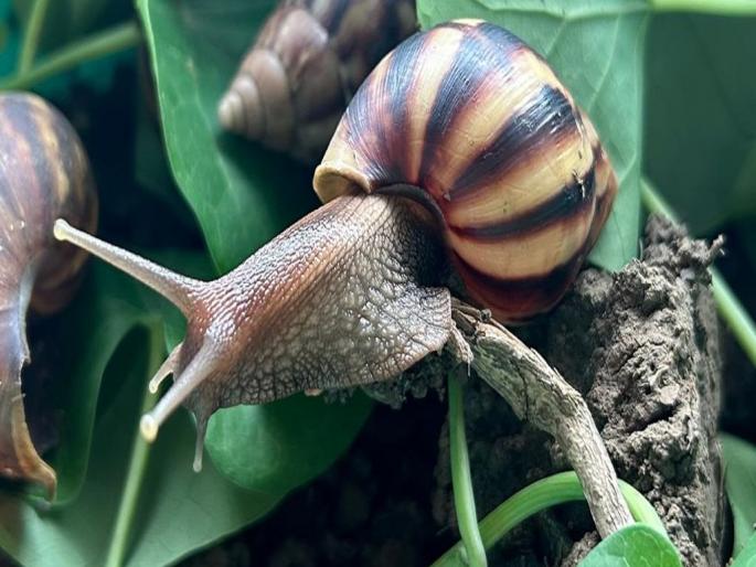 Has the snail arrived in field? Don't panic control it in timely | शंखी गोगलगाय आली आहे ? घाबरू नका वेळीच नियंत्रण करा Has the snail arrived in field? Don't panic control it in timely | शंखी गोगलगाय आली आहे ? घाबरू नका वेळीच नियंत्रण करा