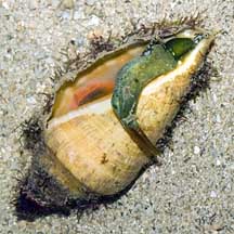 Conch snails appeared in the city | शहरात दिसू लागल्या शंखी गोगलगायी