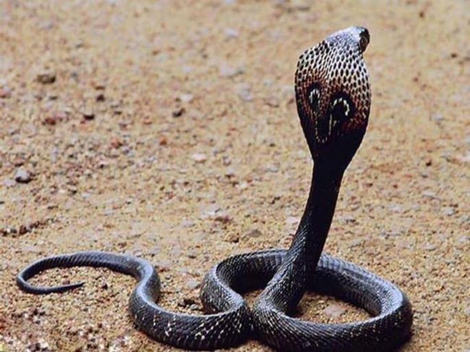 nine year old girl tragically dies due to snakebite shocking incident in solapur | सर्पदंशामुळे नऊ वर्षाच्या मुलीचा दुदैवी मृत्यू; सोलापुरातील धक्कादायक घटना