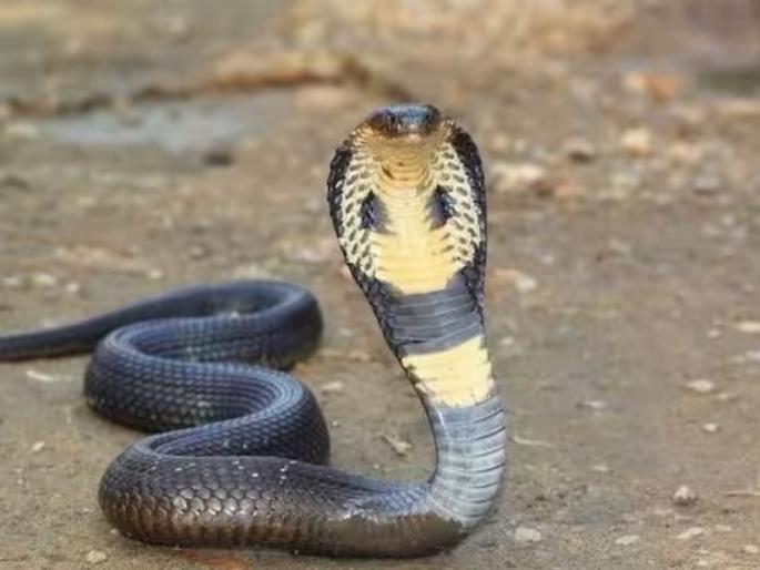 In Baramati Sarpamitra was bitten by a poisonous snake Conscious after almost 24 hours | बारामतीत सर्पमित्राला विषारी नागाचा दंश; तब्बल २४ तासांनी शुद्धीवर In Baramati Sarpamitra was bitten by a poisonous snake Conscious after almost 24 hours | बारामतीत सर्पमित्राला विषारी नागाचा दंश; तब्बल २४ तासांनी शुद्धीवर