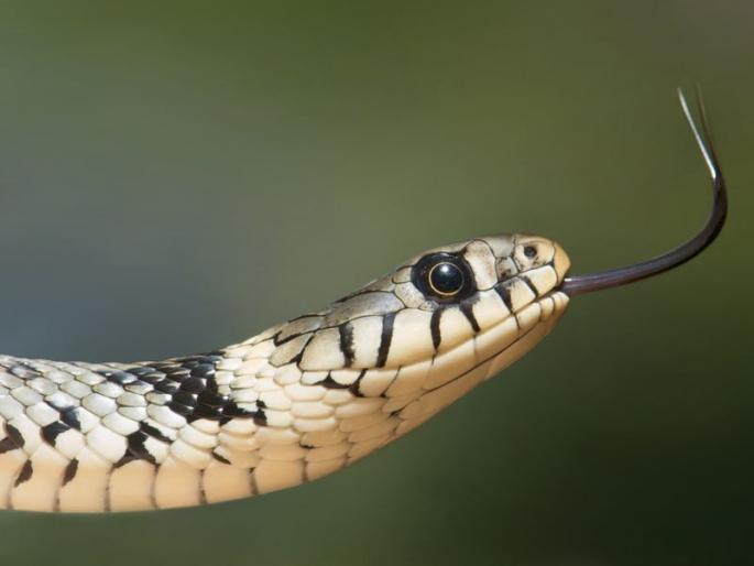 Jail if you post video of playing with snake on social media | सापाशी खेळताना व्हिडीओ सोशल मीडियावर टाकाल तर कोठडी Jail if you post video of playing with snake on social media | सापाशी खेळताना व्हिडीओ सोशल मीडियावर टाकाल तर कोठडी